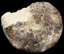 Bumpy Mammites Ammonite - Goulmima, Morocco #44650-1